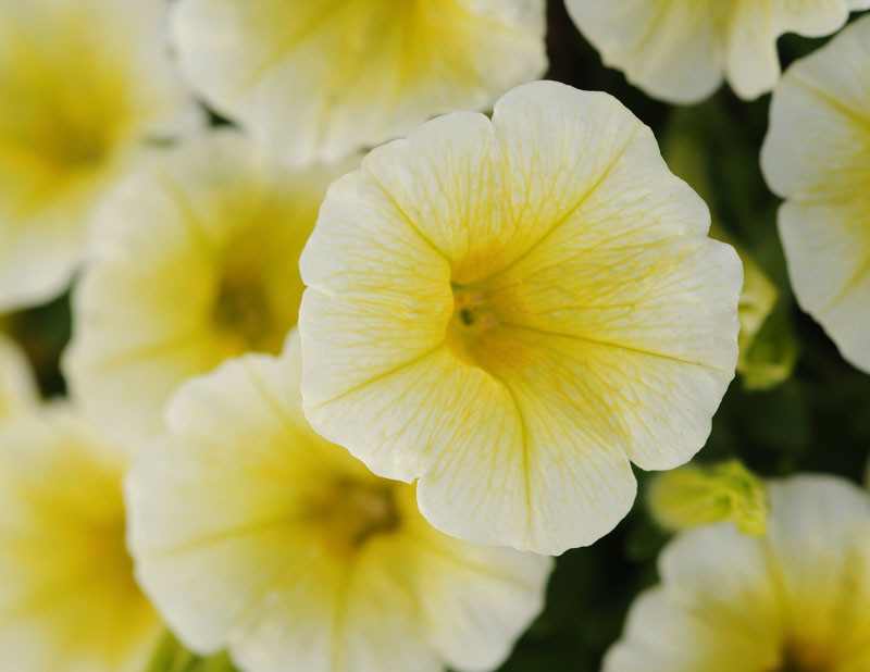 Petunia 'Shock Wave Yellow'